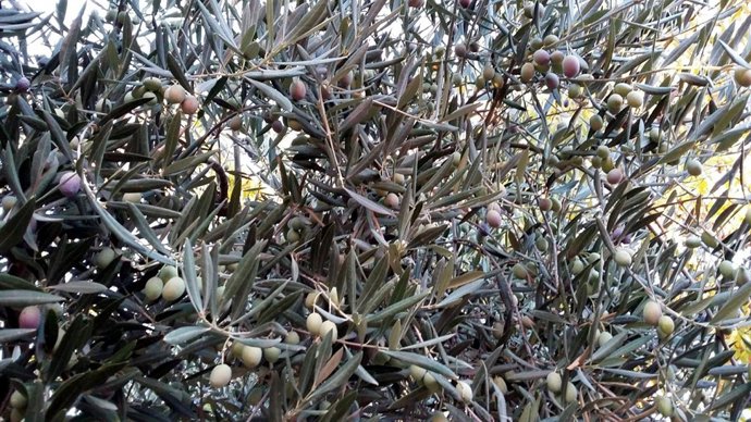 Alivas, aceite, aceituna, cosecha