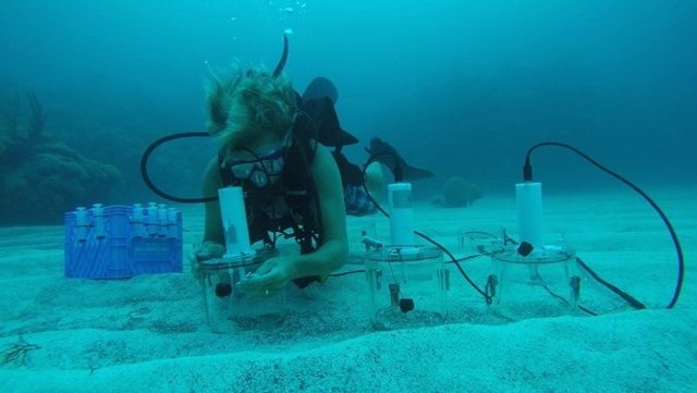 Uso de cámaras bentónicas durante el experimento