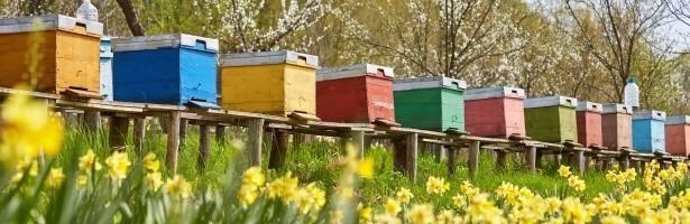 La EFSA confirma que los neonicotinoides perjudican a las abejas y polinizadores