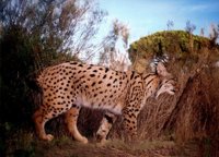 La Comunidad realiza un estudio sobre el lince cuyas conclusiones se presentarán este año