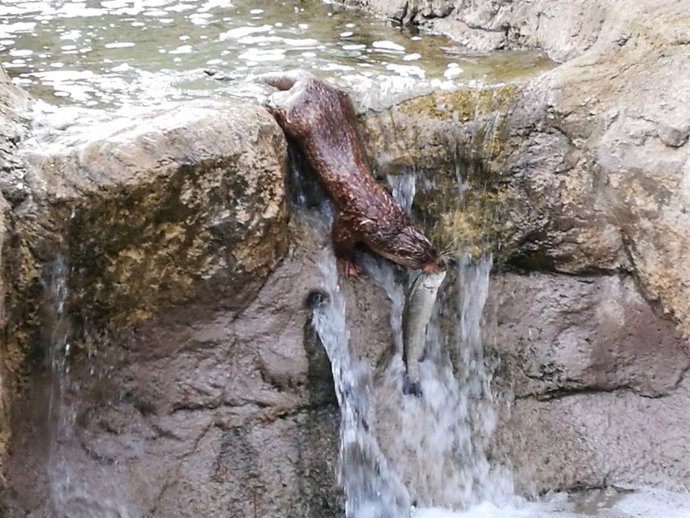Imagen de las nutrias donadas por Terra Natura Murcia
