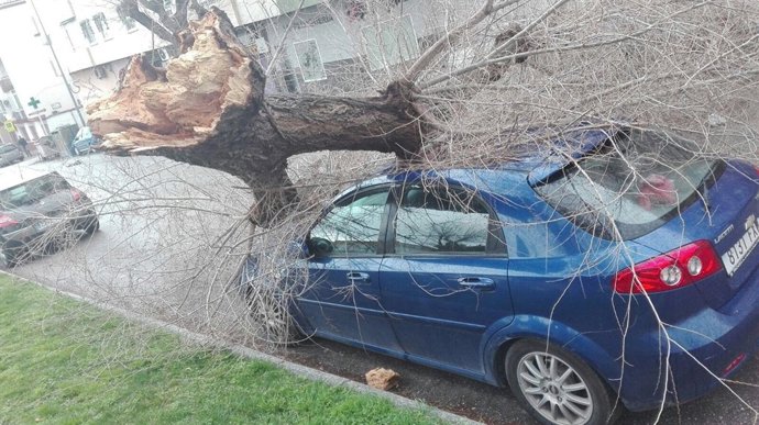 Árbol Caído Sobre La Avenida De Arjona