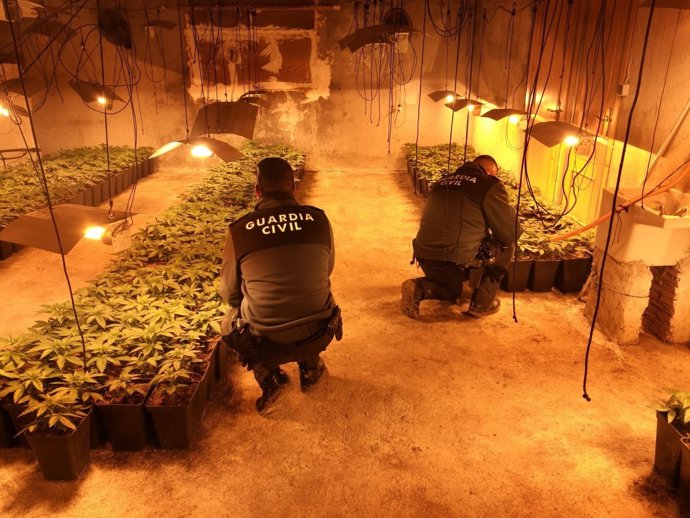 Plantación de marihuana desmantelada en una nave agrícola