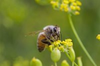 La Eurocámara reclama fondos para proteger a las abejas y combatir la adulteración de la miel