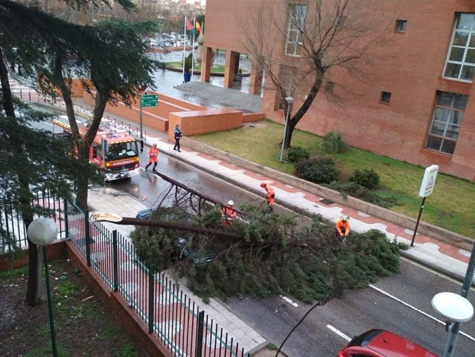 Arbol caído en Alcorcón
