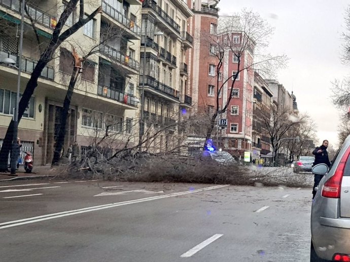 Un árbol caído en Madrid