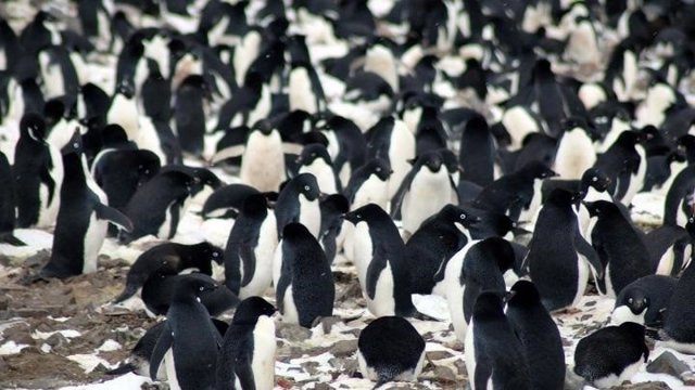 Pingüinos de Adelia