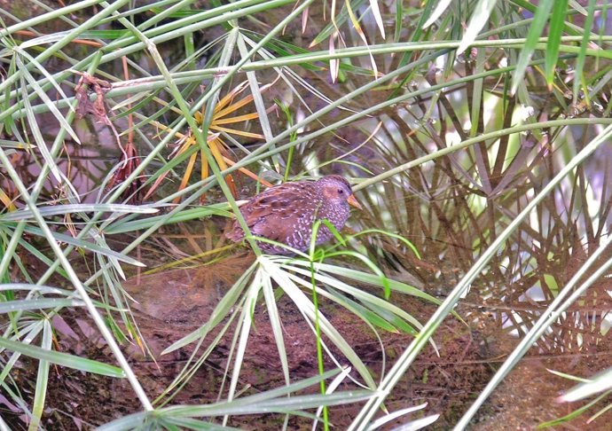 Polluela Pintoja ave silvestre recuperada en bioparc medio ambiente