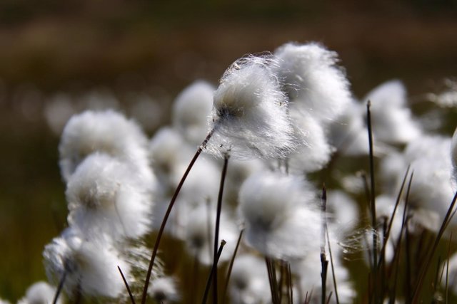 Hierba de algodón en Groenlandia