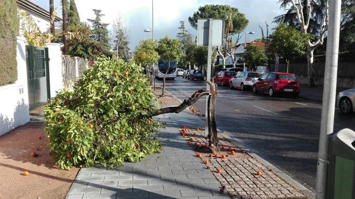 Efectos del temporal de viento con caída de árboles en Córdoba