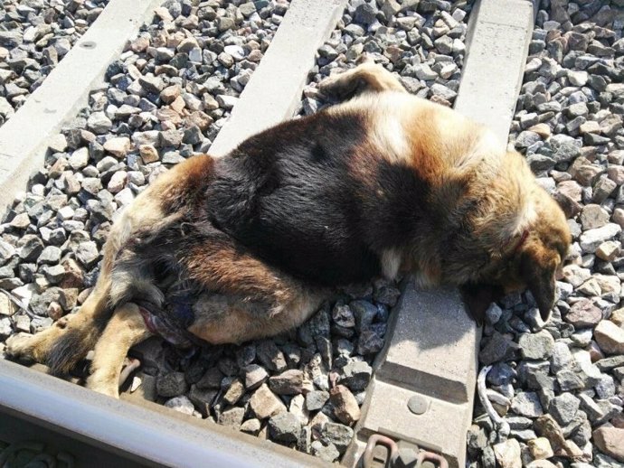 Perro fallecido junto a las vías del tren