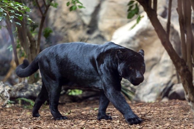 Jaguar en Loro Parque