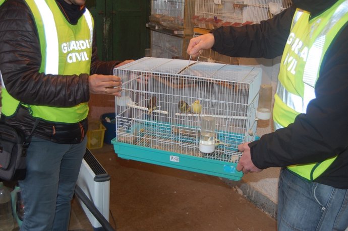 Pájaros recuperados en Pontecesures