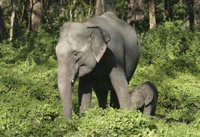 Un elefante mata a un guardia forestal en el sur de India
