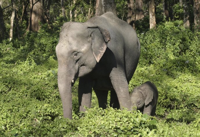 Elefante asiático en India