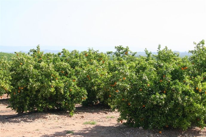 Campo de naranjas