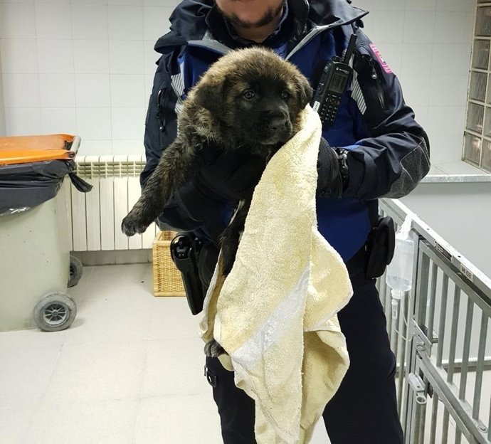 Uno de los cachorros rescatados