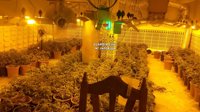 Siete detenidos por cultivo de marihuana en el Valle del Guadalhorce e intervenidas 1.182 plantas