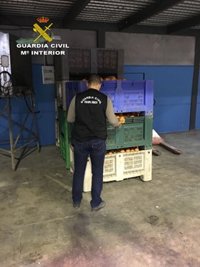 Veintidós detenidos tras recuperar nueve toneladas de naranjas robadas en Cazalla (Sevilla)