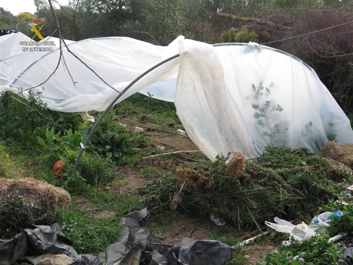 Invernadero clandestino desmantelado por la Guardia Civil