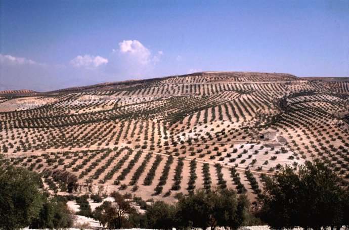 Olivos en Andalucía