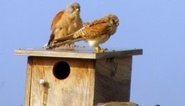 Dos exemplars de xoriguer petit