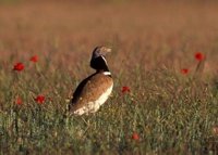 SEO/BirdLife denuncia el aumento de solicitudes para convertir en regadío espacios protegidos para aves esteparias