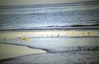 Operadores y agentes de cinco países en el V Encuentro Internacional de Turismo Ornitológico