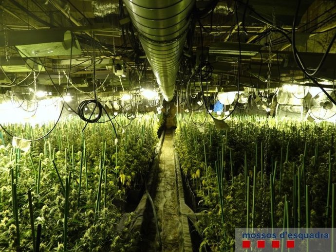 Plantació de marihuana a Figueres (Girona)