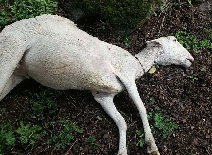 La lluvia ha provocado muerte de ovejas