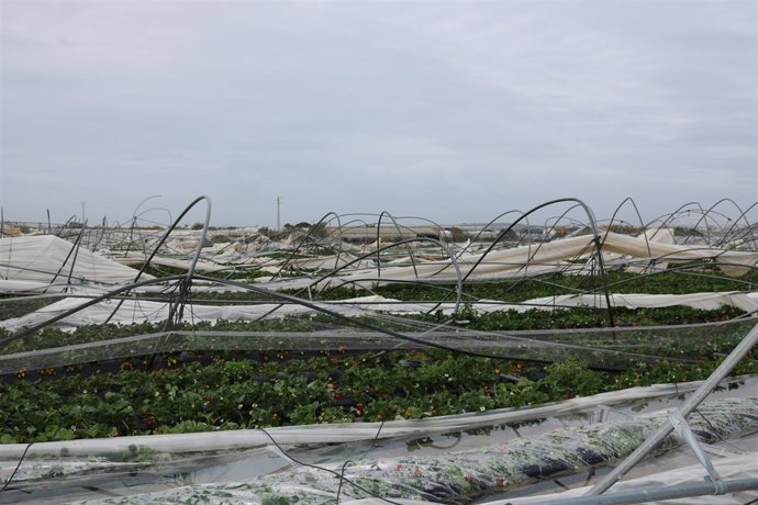 Daños en fincas de Cartaya. 