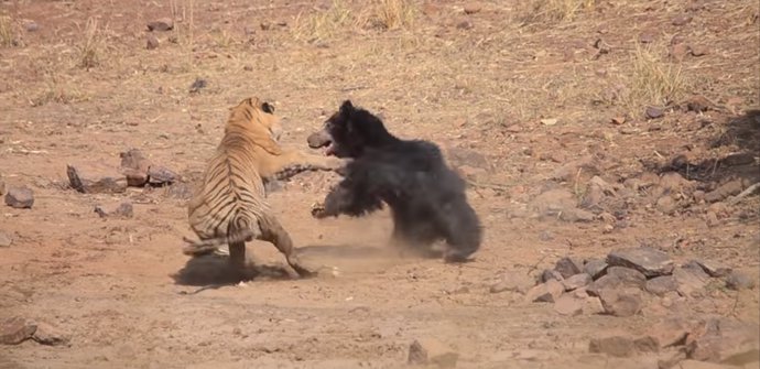 Una osa se enfrenta a un tigre para salvar a su osezno