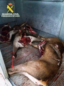 Cérvols abatuts a Peramola (Lleida) fora de temporada