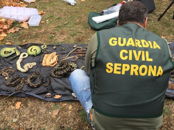 Operación Jungla V del Seprona intercepta más de 600 reptiles