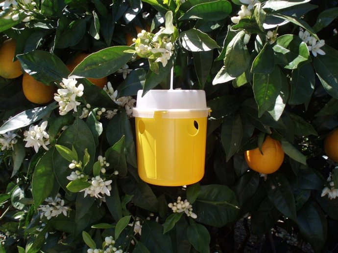 Trampa de la mosca de la fruta