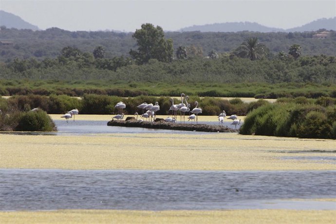 El Parque Natural Maritimoterrestre Es Trenc-Salobrar de Campos