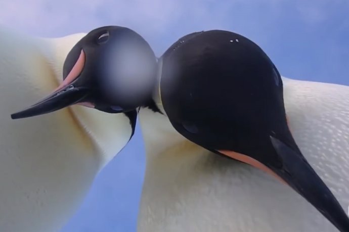 Escena del video con pingüinos emperador