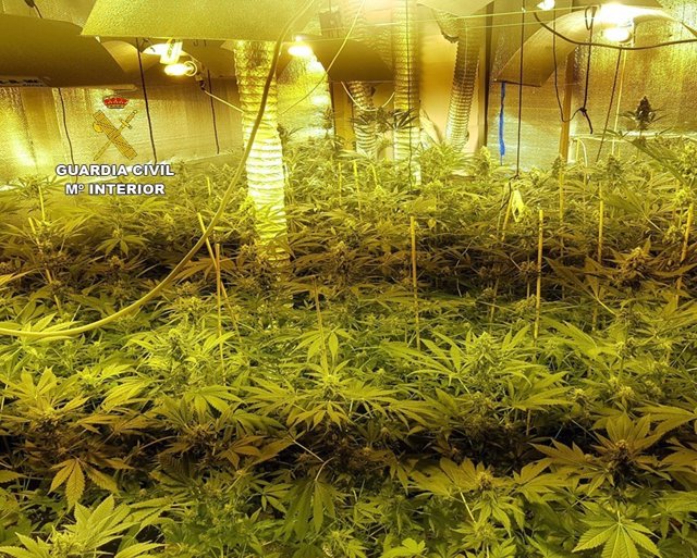 Desmantelada una plantación con 163 plantas de marihuana en un domicilio de Llucmajor 