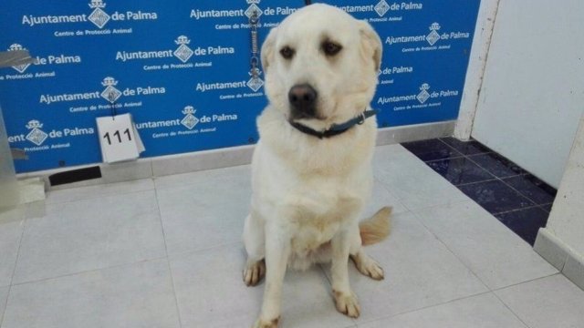 Un perro en 'riesgo de sacrificio inminente' consigue ser adoptado tras pasar más de 100 días en Son Reus