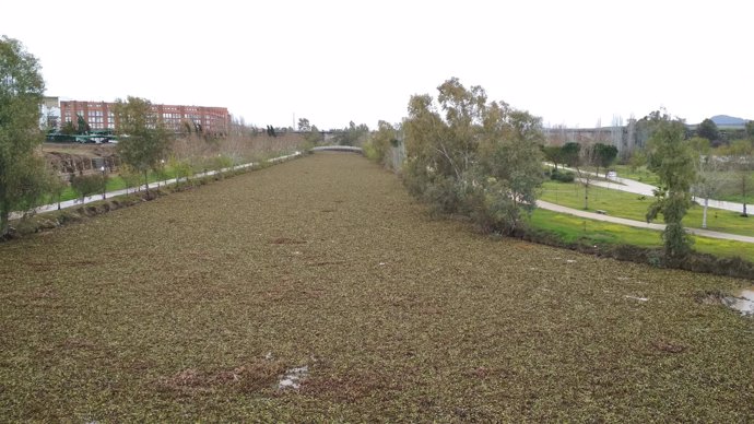 El camalote cubre por completo el canal del Guadiana en Mérida