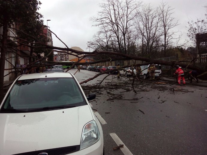 Árbol caído en la calzada por el temporal en Vigo