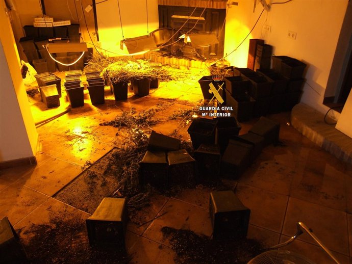 Operación GC cannabis marihuana en vivienda cultivo indoor