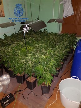 Plantación de marihuana desmantelada. 