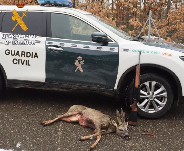 Corzo abatido por un cazador detenido en Palencia. 12 de marzo