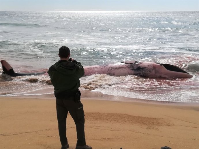 Ballena encontrada en la playa de Montgat (Barcelona)