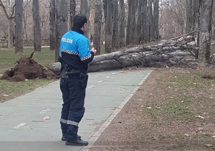 Árbol caído en el Paseo del Cid (Valladolid)