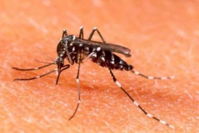 Mosquito con virus del dengue