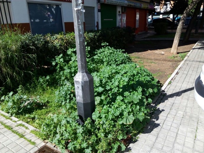 Hierbas que han crecido en Cerro-Amate