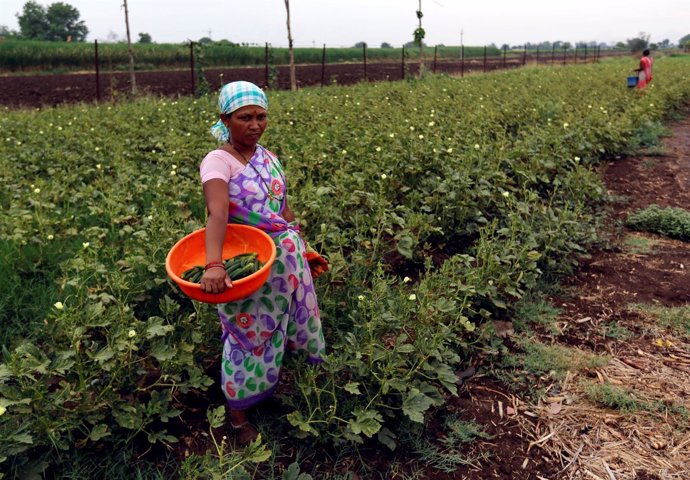 A woman takes a break while picking okra at field in a village in Nashik, India 