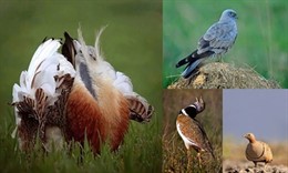 Investigadores demuestran que las aves de campos de cultivo también se extinguen